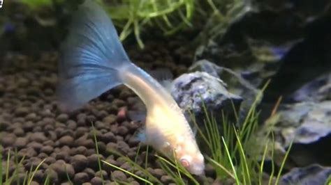 熱帶魚小魚仔怎么喂養(熱帶魚生小魚怎么喂養)縮略圖