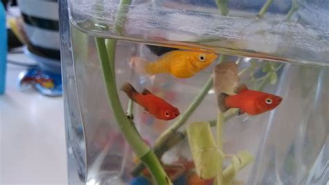 瑪麗魚生的小魚都死了是因?yàn)槭裁?瑪麗魚生的小魚過(guò)一會(huì)都死了縮略圖