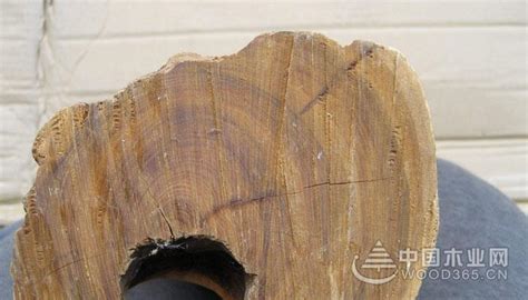 檀香木的價格(綠檀和芭比檀香木的價格)縮略圖
