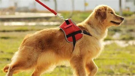 大型犬不牽繩子違法嗎,大型犬不牽繩子可以報警嗎縮略圖