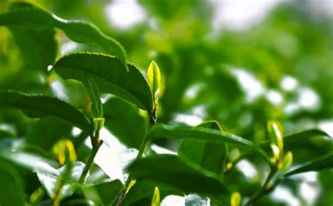 雨花茶產地,雨花茶產地在哪里縮略圖
