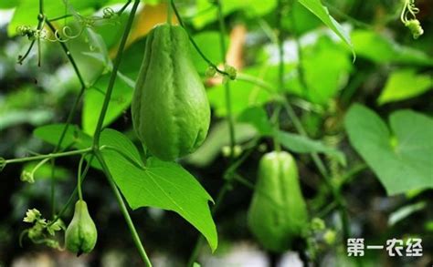 佛手瓜苗種植技術(shù)視頻(佛手瓜苗種植技術(shù)視頻講解)縮略圖