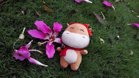 花花牛為什么走不出河南(花花牛鮮奶質(zhì)量怎么樣)縮略圖