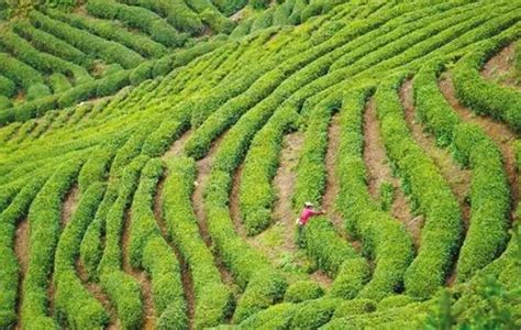 漢中仙毫茶葉多少錢一斤(漢中仙毫茶葉多少錢一斤胡氏)縮略圖
