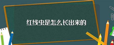 紅線蟲保存最簡單的方法(紅線蟲保存最簡單的方法圖解)縮略圖