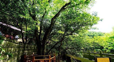 大紅袍母樹,大紅袍母樹已經(jīng)死了縮略圖