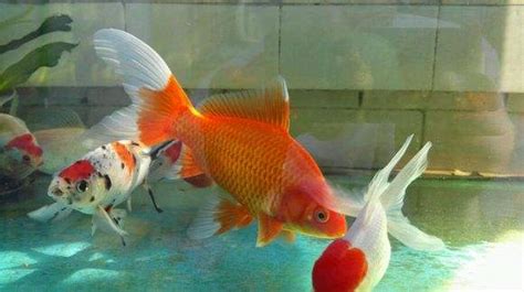 草金魚多大就能產(chǎn)卵了(草金魚為什么不建議養(yǎng))縮略圖