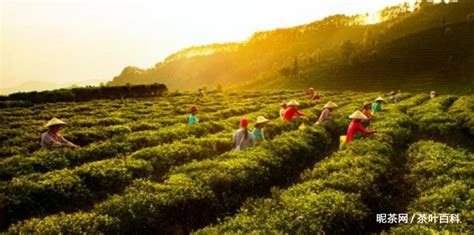 六堡茶的產(chǎn)地在哪里,六堡茶產(chǎn)地在哪里縮略圖