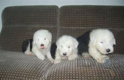 古牧犬適合吃什么(古牧犬適合吃什么狗糧)縮略圖