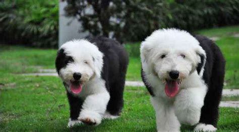 古牧犬智商排第幾(古牧犬智商排第幾個)縮略圖