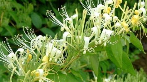 金銀花的種植方法和注意事項(金銀花的種植方法和注意事項視頻)縮略圖