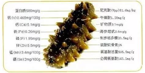 海參的營養(yǎng)價(jià)值和功效 適合人群(海參的營養(yǎng)價(jià)值和功效適合人群)縮略圖