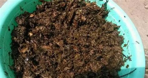米醋澆花兌水比例(米醋澆花兌水比例是多少)縮略圖