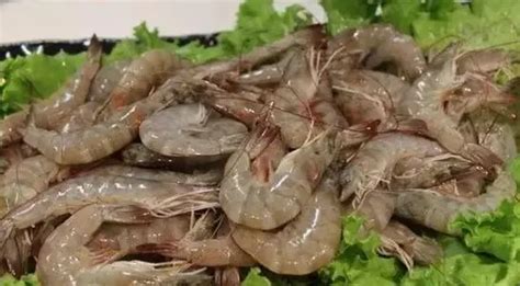 蝦干放冷藏還是冷凍,蝦干放冰箱冷藏還是冷凍縮略圖