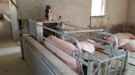 養豬設備大全(養豬設備大全價格)縮略圖