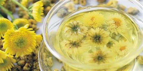 菊花茶的好處和壞處,菊花茶的好處和壞處什么時間喝縮略圖
