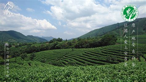 白茶產地是哪里最好(白茶產地是哪里最好福建)縮略圖