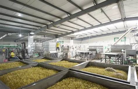 豆芽機生產廠家,豆芽機生產廠家在哪里縮略圖