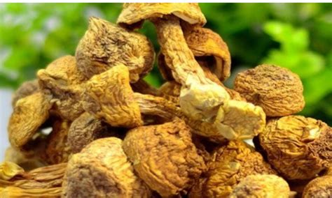 姬松茸,姬松茸的功效與作用縮略圖