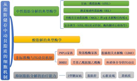 植脂末代謝需要多久,植脂末排出身體要多久縮略圖