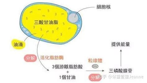 植脂末多久會排出人體,每天喝一杯含有植脂末的咖啡好嗎縮略圖