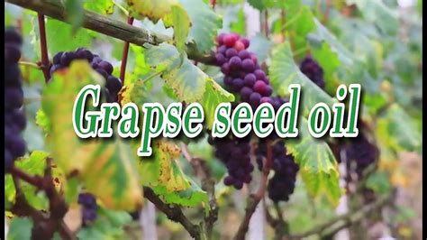 葡萄籽油護膚(葡萄籽油護膚的功效與作用)縮略圖