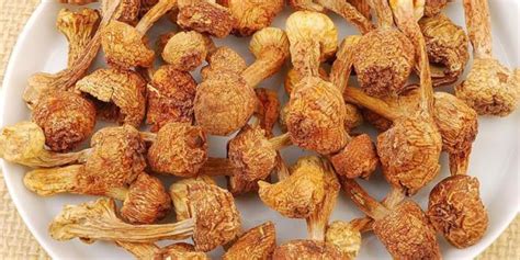 姬松茸的吃法及做法,姬松茸的吃法及做法新鮮縮略圖