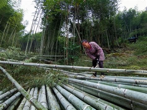 竹制品加工廠(竹制品加工廠自動化機(jī)械)縮略圖