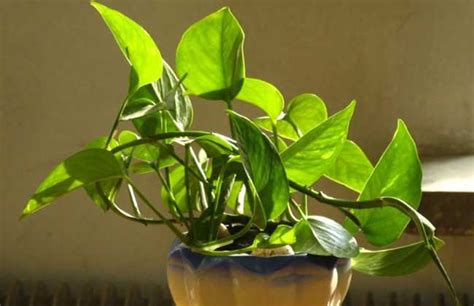 葉面肥哪種最快變綠(葉面肥哪種最快變綠色)縮略圖