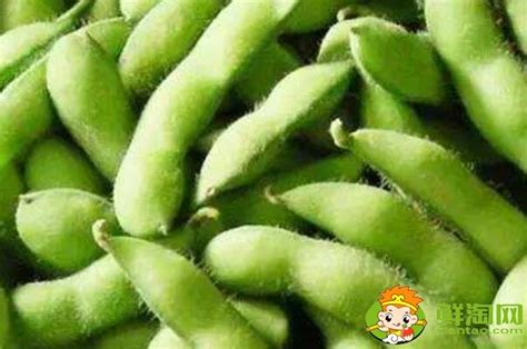 青豆和毛豆是一樣的嗎,青豆和毛豆是一樣的嗎有毒嗎縮略圖