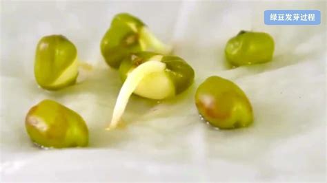 綠豆發芽的全過程,綠豆發芽的全過程動畫視頻縮略圖