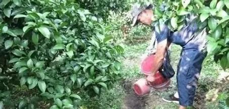 葉面肥制作方法,葉面肥制作方法合集縮略圖