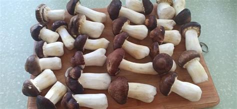 姬松茸怎么做好吃又簡單,姬松茸怎么做好吃又簡單的方法縮略圖