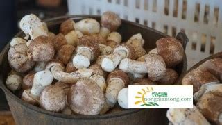 姬松茸價(jià)格多少一斤,姬松茸價(jià)格今日多少錢一斤縮略圖