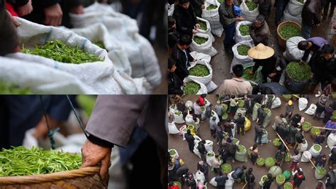 茶葉批發市場一手貨源(茶葉批發市場進貨網)縮略圖