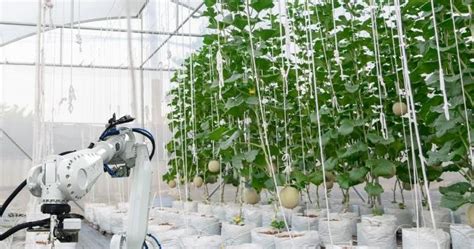 智慧農業最新官方消息(智慧農業最新官方消息新聞)縮略圖