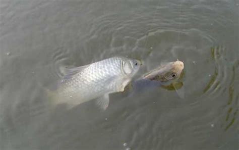 蝦滑釣鯽魚(yú)(蝦滑釣鯽魚(yú)怎么調(diào)漂)縮略圖